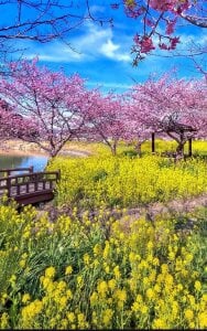 YURIKAsan_ 日常 Pic 5