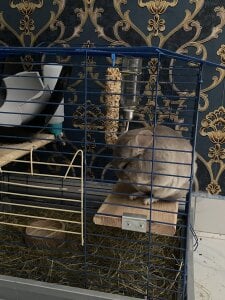 DevilDiamond Sirius, Diesel & Mia❤️ Pic 7