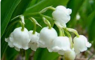 Audrey_Aura LILY OF THE LILY MY FAVORITE FLOWERS Hình 7