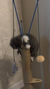 AliceBrayan angelic babyyyyy😍😍😍 รูป 