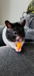 anaroman01 A house full of life and love ❤️ 圖片 6