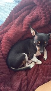 Zdjęcia 2Angela_ Pet Atlas 🐶:  4