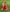 FayeFlame Red Bloom in the Field Pic 5