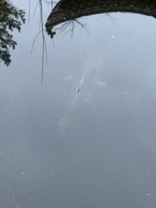 Tommy_Lidds: China park 🌴🍃 ( фото)