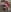Mydreams69 a purple stuffed Pic 9