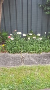 the_leader_1984 Public 圖片 4