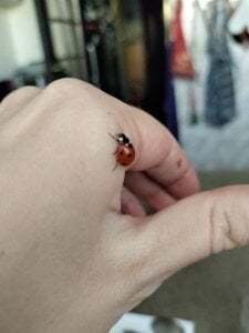 NisamArim Life is for the living Pic