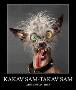 bokicabi public3 . fénykép