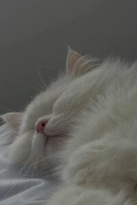 AmeliaMiles Public Hình