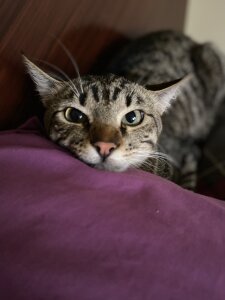 Molly_Radley kullanıcısının The king Tigger 😍🥰 albümü -  3 fotoğraf