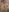Enyeld_ruru Come and lick Ryan's big tits Bilde 3