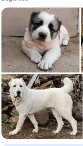 DjWaleBabu01のPublicの 2枚の写真