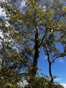 Saelivrae New Adeventure Immagine  7