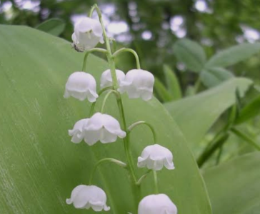 Audrey_Aura LILY OF THE LILY MY FAVORITE FLOWERS Hình 2
