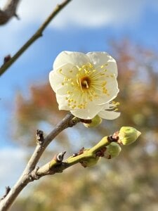 xxoLENAoxxのa parcoの枚の写真