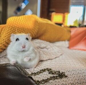 Wendy-Darling My sweetest pets Pic 4