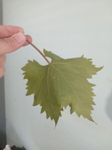 Public de OreCam  9 Imagens