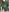 victorialotus Green Sheer Dress Pic 4