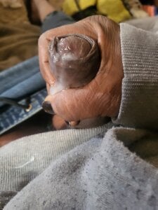 Nice_n_hairy580Solo papi Bild 4