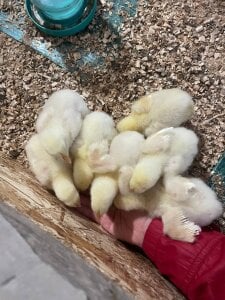 LisaSmiths meow Pic 5