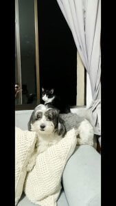 Alex-Harrington Public Billede