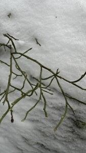 Roxy_____ Winter walk in the park Kuva 6