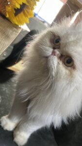 RachelWeisz_My pets Bild 7