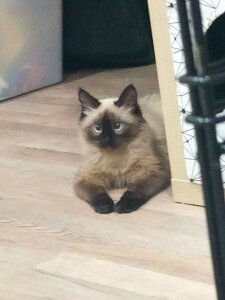 CandoCmaGic My kitty - Chupik:3 Pic 6