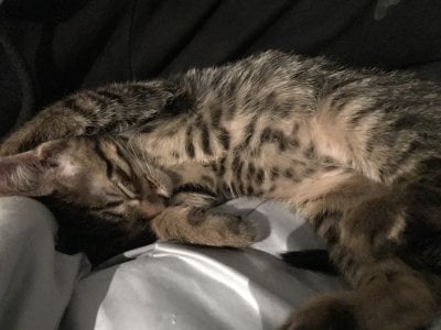 catsara My pets, I love animals I want to share them with u Pic 9