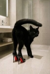 Miss_Dior1 Kitty Pic