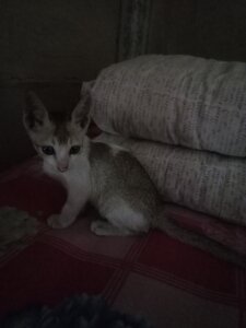 Jamila1128 নিউ আমি Pic 2