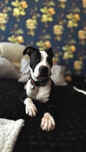 MrrKate My dog Sirius! Immagine  5