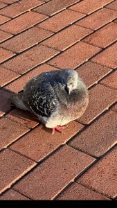 KarenClarks 🐰 Pic 4