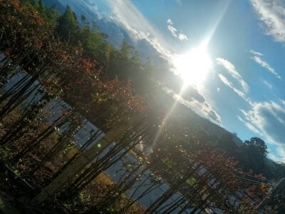 SweetFortuner🍃 Bild 4