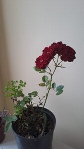 HaathorX Public Pic 6