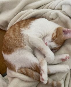 meow♥ od astra_opal  snímek