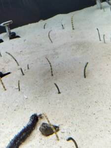 Public de Angels1-2-3-4-5 Foto