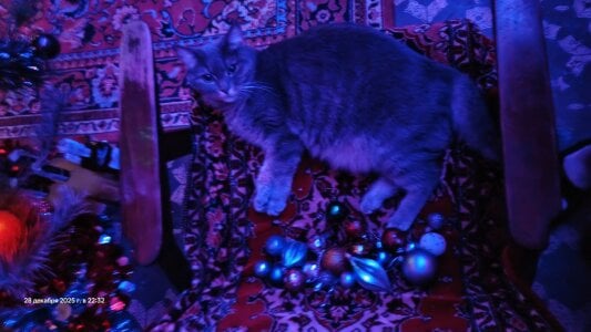 my cat 🥰🐈 de swett_girll  6 Imagens