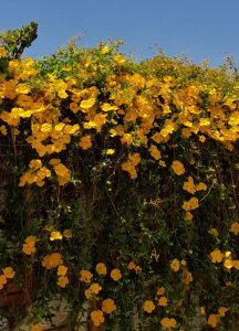 Nammoth Public Pic 3