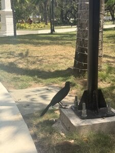 Sophia_wilsonn_ This is also Colombia Immagine  4