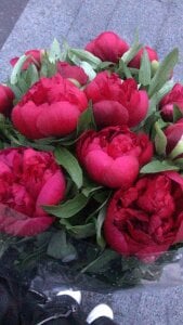 foxy_tease_ A little bit of my vibe Pic 3