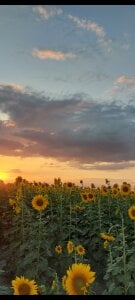 AvrillThomas You like sunflowers 🌻 Pic