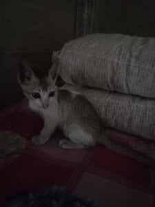 Jamila1128 নিউ আমি Pic