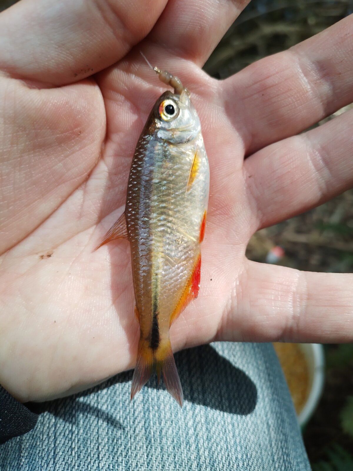  2820 Gambar Sohor Kini Vinicius_Ribas42