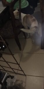 orgullomoreno GFVAXN5 Pic 2