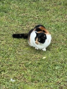 AntonelaDaly Day by day🥰🐾 Foto