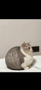 SPOTSCAMEL 個人的癒し写真・画像 Bilde 9