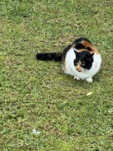 AntonelaDaly Day by day🥰🐾 Foto 2