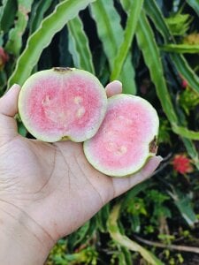 Mie-chan Public Pic 2