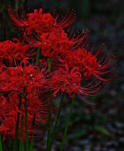 LynneHaviland Spider lilies is sooo beautiful flowers Pic 3